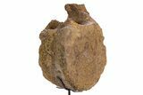 Fossil Hadrosaur Vertebra Centrum w/ Metal Stand - South Dakota #335512-2